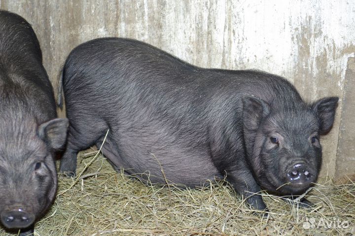 Продаю вьетнамских вислобрюхих свиней