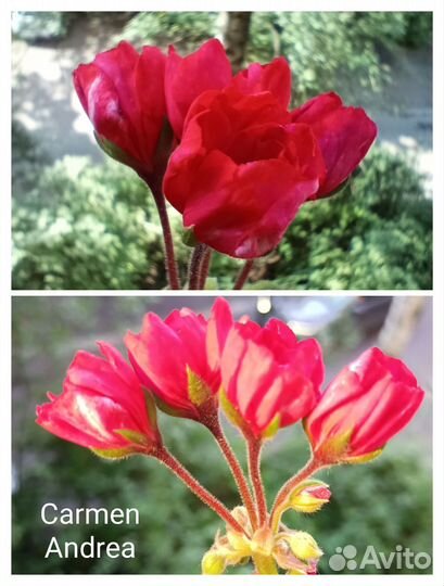 Пеларгония. Герань