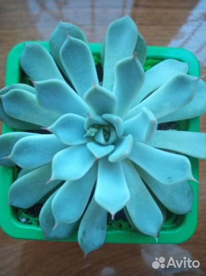 Эхеверия. Суккулент