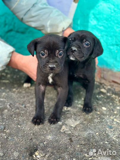 Щенки в добрые руки