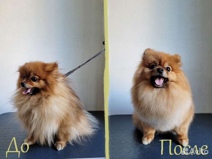 Стрижка собак