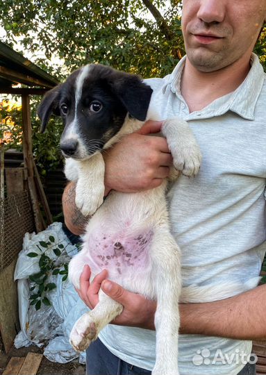 Щенки в добрые руки