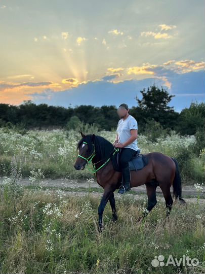 Лошадь жеребец