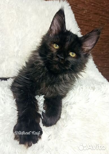 Черный котик мейн кун
