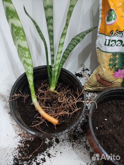 Сансивьерия