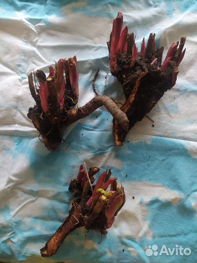 Пион. Корни пионов