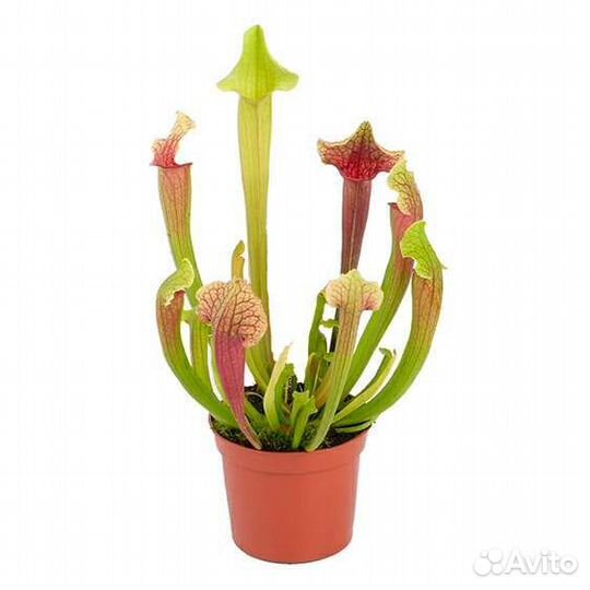 Грунт для хищных растений венерина мухоловка