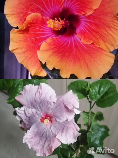 Семена сортового гибискуса