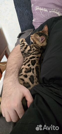 Бенгальская