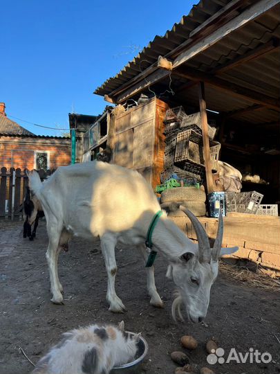 Коза и козёл