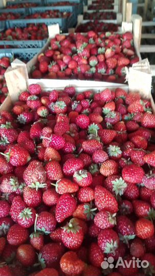 Продам клубнику