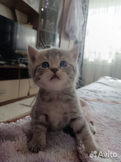 Британские котята