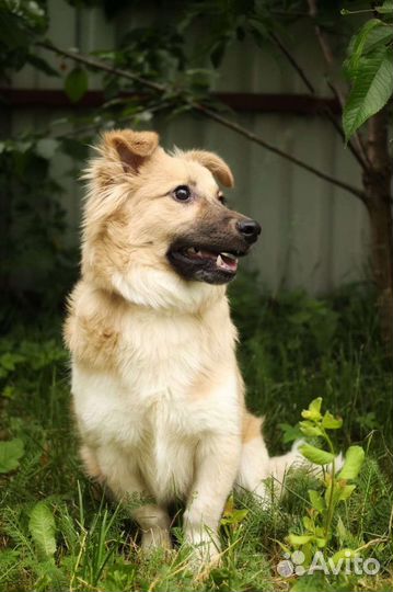 Небольшая, славная Рика ищет дом в добрые руки