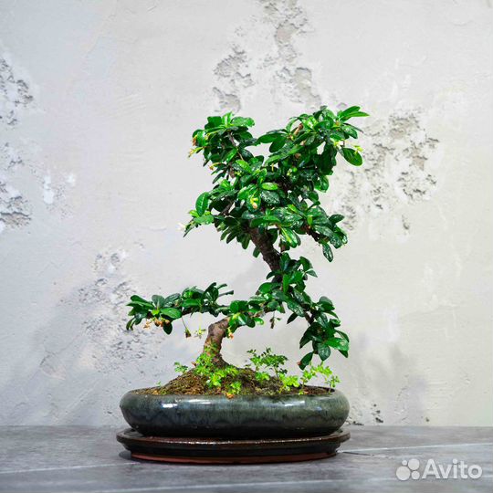 Дерево Бонсай - Кармона 12-13 лет (высота 45см)