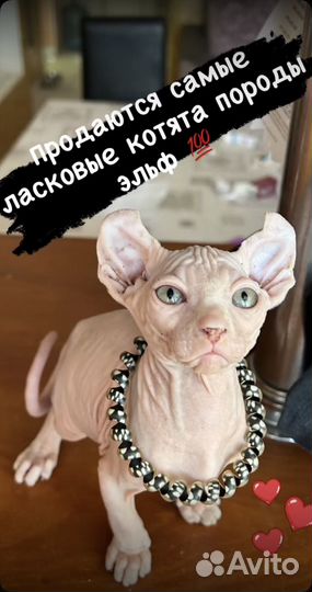 Котята сфинкс эльф