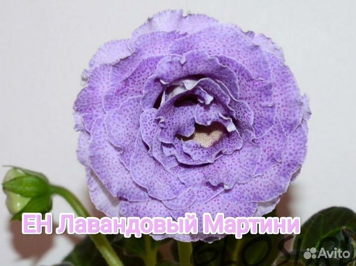 Глоксиния махровая сортовая(срез листа,укор.лист)