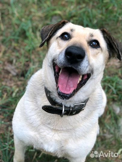 Собака Дора в добрые руки