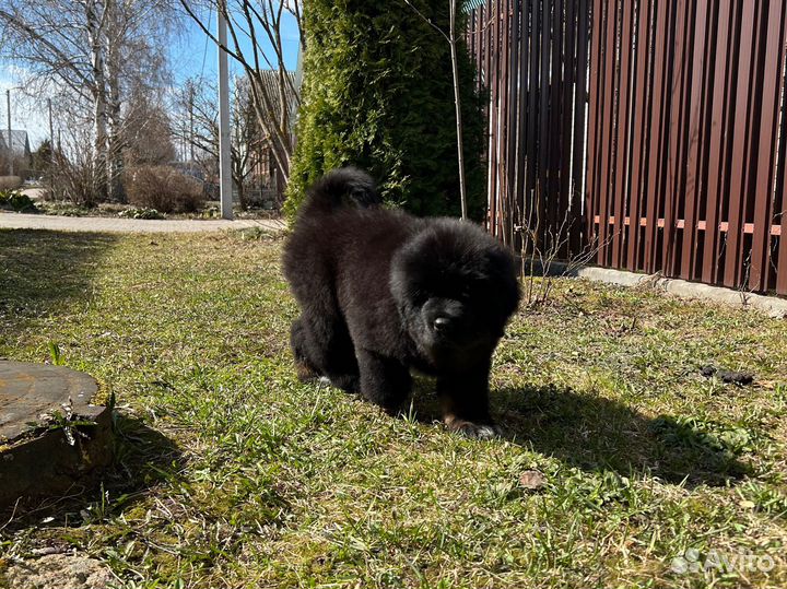 Щенки 2,5 мес