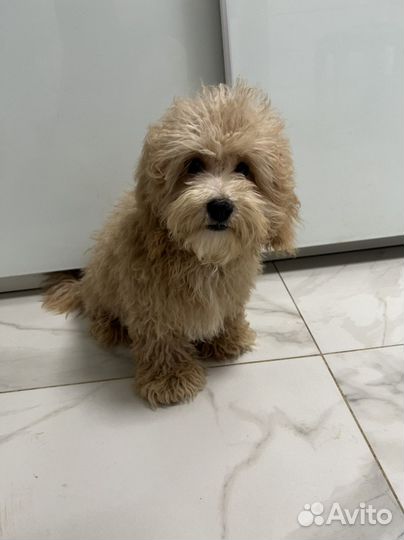 Мальтипу ф1 стандартный мальчик обаяшка