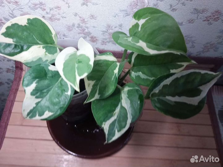 Эпипремнумы