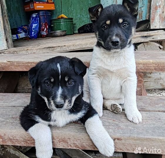 Собака в добрые руки отдам бесплатно