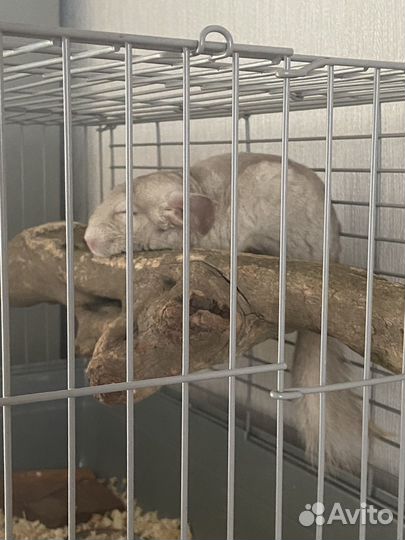 Шиншилла девочка