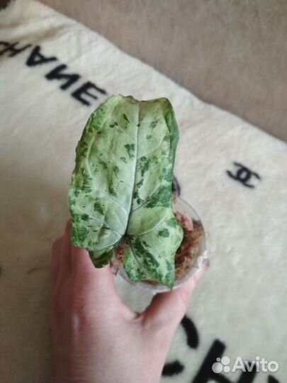 Сингониум гри Фриклес мутейшен