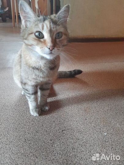 Кошка стерелизованная