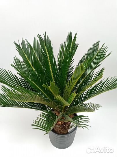 Цикас (Cycas) Революта 65 см