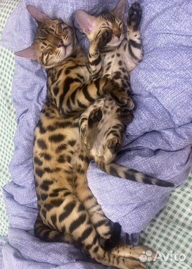 Бенгальский кот вязка