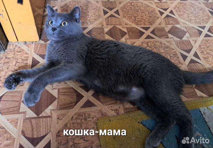 Котёнок в добрые руки. Мальчик