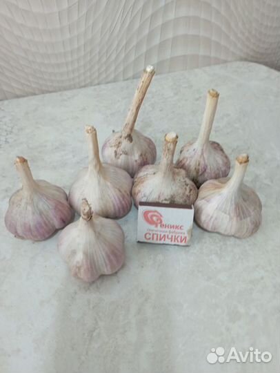 Чеснок