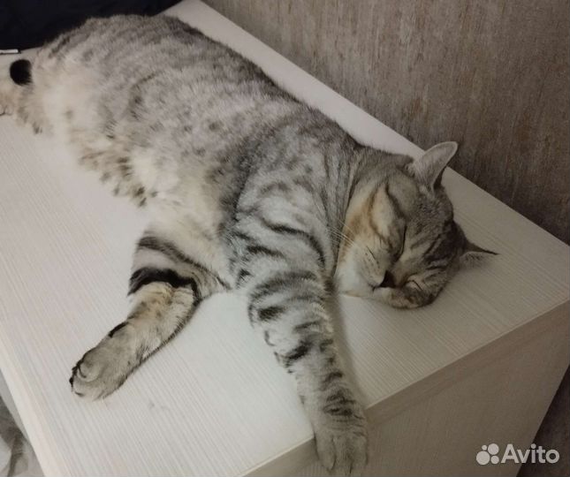 Кот британский для вязки