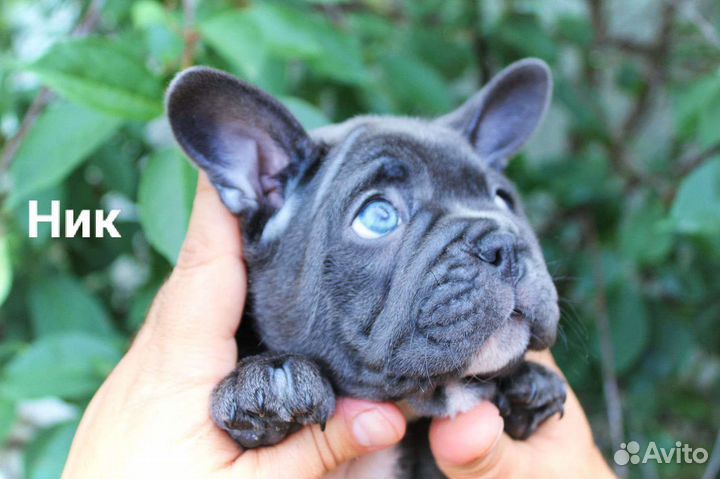 Французский бульдог щенки