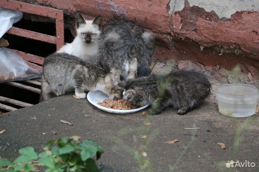 Кошка и три больных котенка