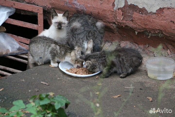 Кошка и три больных котенка