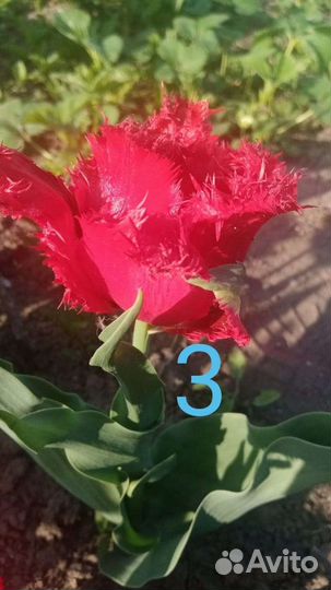 Сортовые тюльпаны