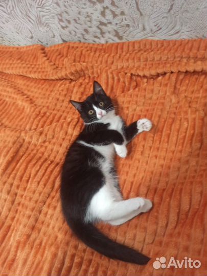 Котёнок 2.5 месяца