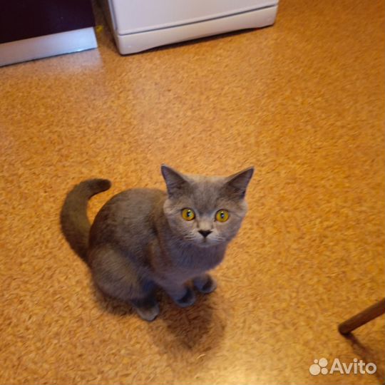 Британский кот