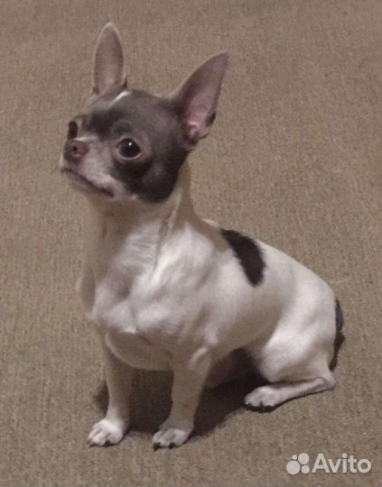 Чихуахуа мелкий стандарт для вязки