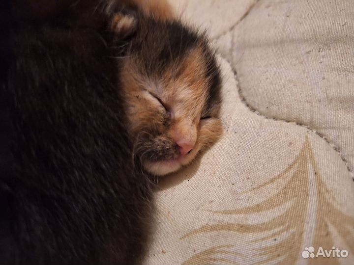 Котята в добрые руки бесплатно