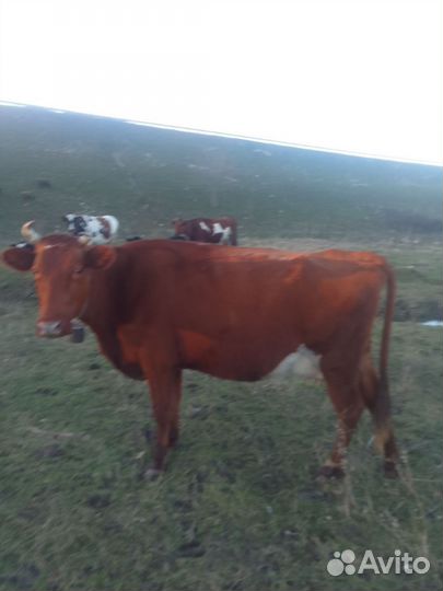 Корова дойная с теленком