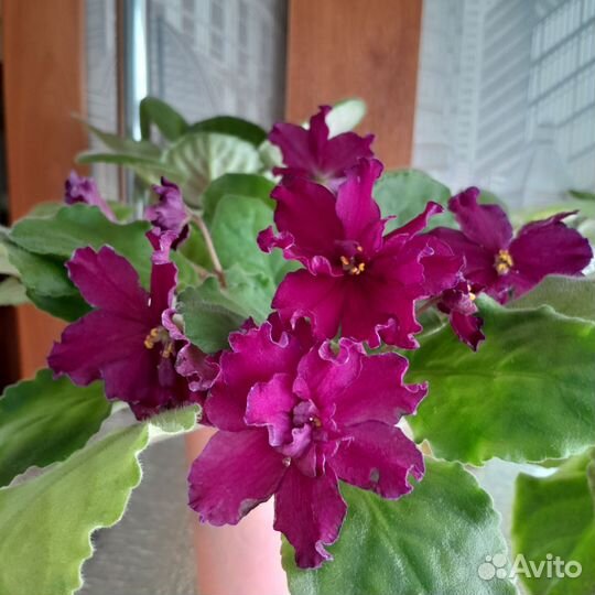 Сортовые фиалки(детки)