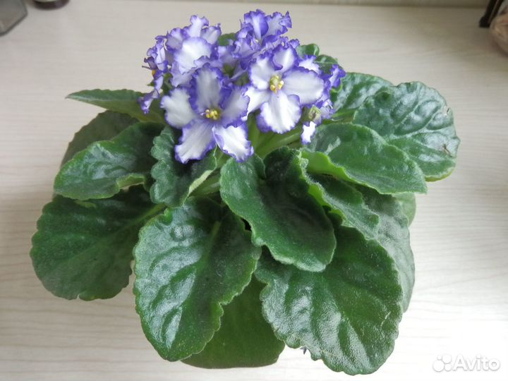 Комнатные домашние растения