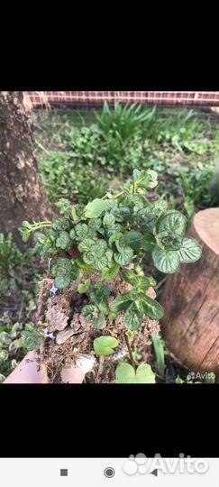 Мята перечная, шоколадная, кучерявая