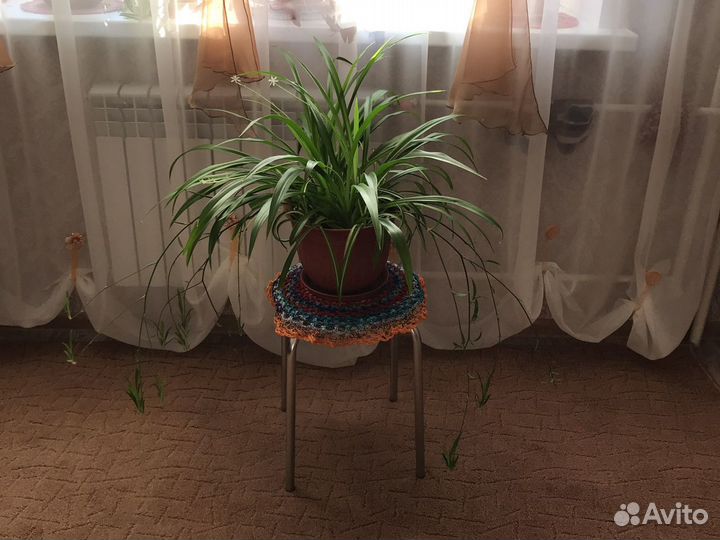 Хлорофитум