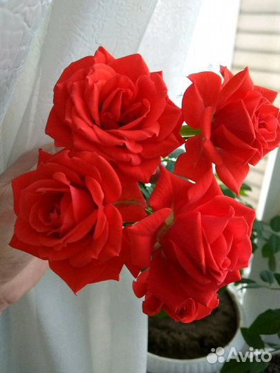 Комнатная мини роза, алая