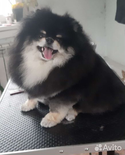 Стрижка кошек и собак. Вычес. Выезд на дом