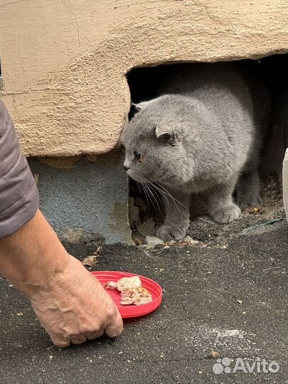 Кошка