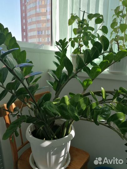 Доллоровое дерево